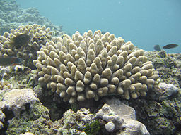 Coral