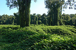 kudzu field