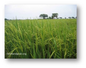 farming-by-farmlandgrab.org_-300x237