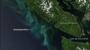 phytoplankton_bloom-400x225