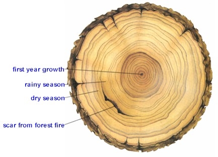 Could Climate Change Have Contributed To The Fall Of Rome Iedro