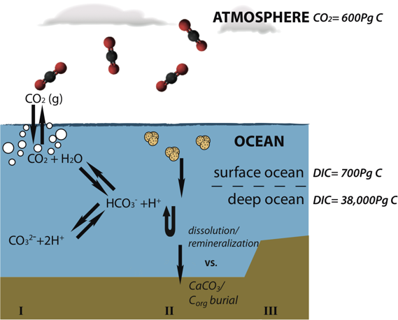 ocean-acidification-and-the-short-term-marine-carbon-cycle-iedro