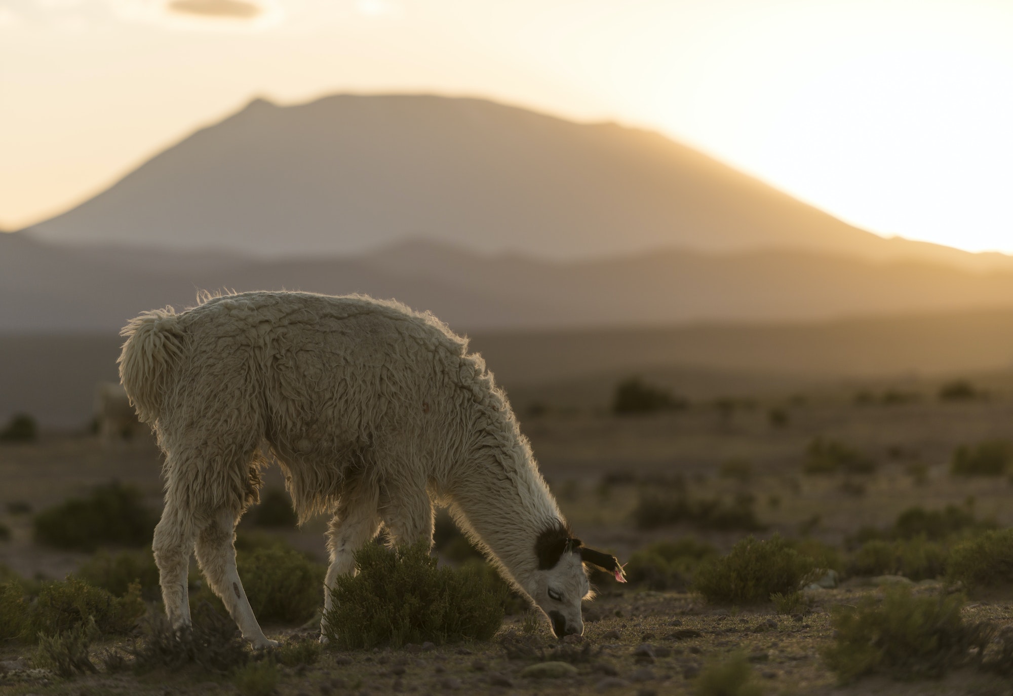 Llama grazing, Villa Alota, Southern Altiplano, Bolivia, South America